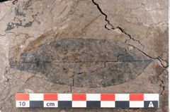 Foto (Detailansicht) von Ficus tenuinervis Ettingshausen (NHMW-GEO-2024-0188-7983)
